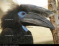 /album/fotogaleria/black-helmet-hornbill-ceratogymna-atrata-monte-alen-equatorial-guinea-443897-jpg/