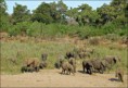 /album/fotogaleria/guinequatorial20guinea20elephants-20090422161124-thumb-jpg/